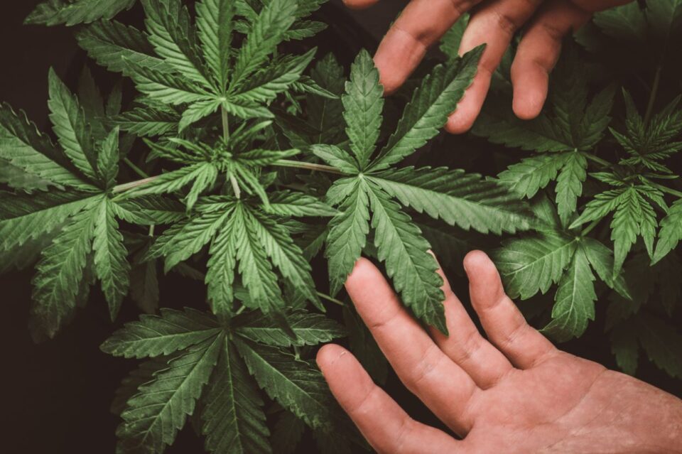 stock photo of hands touching a cannabis plant